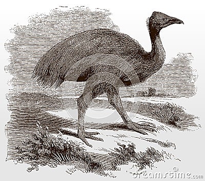 Dwarf cassowary or mooruk, casuarius bennetti in side view standing in a landscape Vector Illustration