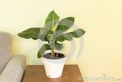 Dwarf cavendish banana tree inside. How to care for bananas in pots concept Stock Photo