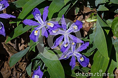 Dwarf crested iris in bloom Stock Photo