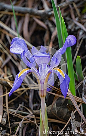 Dwarf Crested Iris - Iris cristata Stock Photo