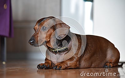 Characteristic holding of a dwarf dachshund - man`s most loyal friend. Stock Photo