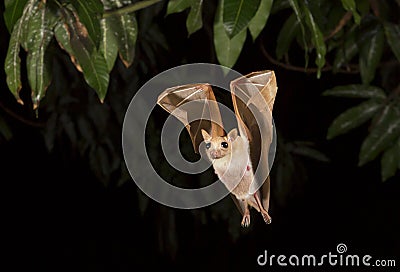 Dwarf epauletted fruit bat (Micropteropus pussilus) flying at night. Stock Photo