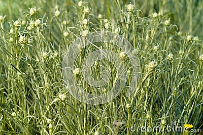 Dwarf everlast or Immortelle (Helichrysum arenarium) Stock Photo