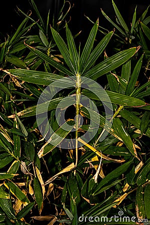 Dwarf Fernleaf Bamboo Stock Photo