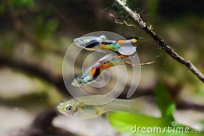Dwarf fish Endler guppy, Poecilia wingei, adult males courtship a female, nature biotope aquarium with algae Stock Photo