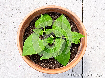 Dwarf French bean or common bean Faraday, Phaseolus vulgaris, top view of young plant growing in terracotta plant pot Stock Photo