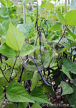 Dwarf French beans with dark purple pods in an allotment Stock Photo