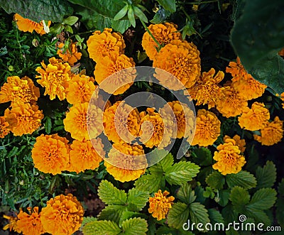 Dwarf French Marigolds in garden flower bed background Stock Photo