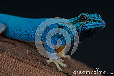 Electric Blue gecko Stock Photo
