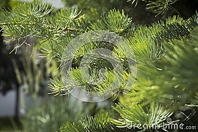 Dwarf Globe Scots Pine Pinus sylvestris Globosa Nana evergreen shrub. Green needles with drops of rain. Macro Stock Photo