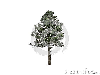 Dwarf green pine tree isolated on white background. Stock Photo