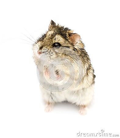 Dwarf hamster Stock Photo