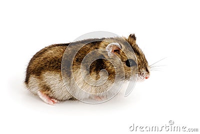 Dwarf hamster Stock Photo