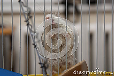 Dwarf Hamster climbing on the cage - Roborovski Hamster Stock Photo