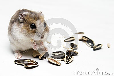 Dwarf Hamster Eating Melon Seeds Stock Photo