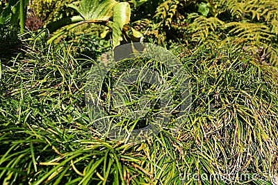 Dwarf lilyturf Ophiopogon japonicus 1 Stock Photo