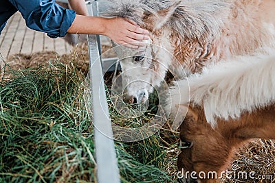 Dwarf miniature mule & horse in farm Stock Photo