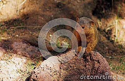 Dwarf mongoose, Helogale Parvula Stock Photo