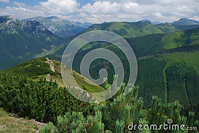 Dwarf mountain pine Stock Photo