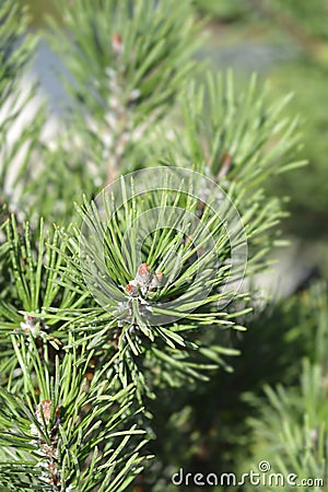 Dwarf mountain pine Gnom Stock Photo