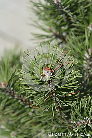 Dwarf mountain pine Gnom Stock Photo