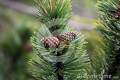 Dwarf Mountain Pine (Pinus mugo) Stock Photo