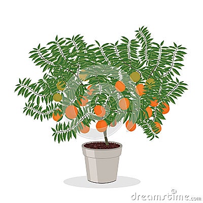 Orange tree growing in pot Fruit tree illustration Vector Illustration