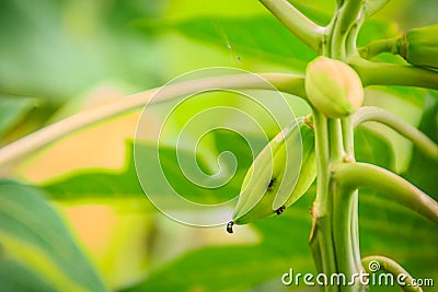 Dwarf papaya due to lack of fertilizer and diseased. Papaya plan Stock Photo