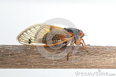 dwarf periodical cicada (Magicicada cassini) Stock Photo