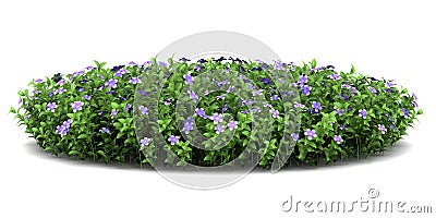 Dwarf periwinkle flowers isolated on white Stock Photo