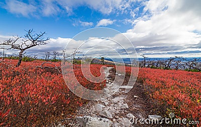 Dwarf pine trees and charred remains dot miles of crimson red huckleberry bushes Stock Photo