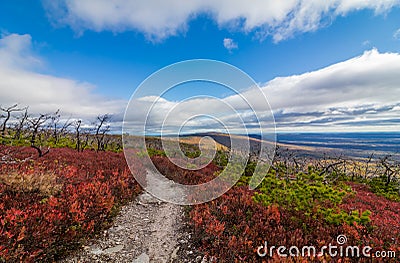 Dwarf pine trees and charred remains dot miles of crimson red huckleberry bushes Stock Photo