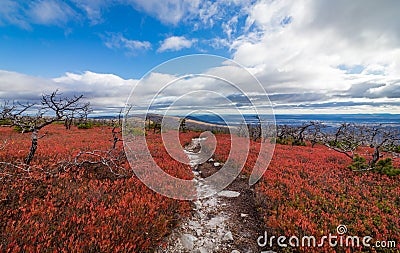 Dwarf pine trees and charred remains dot miles of crimson red huckleberry bushes Stock Photo