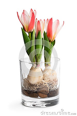 Dwarf pink tulips in a glass. Growing tulip flowers indoor in water Stock Photo