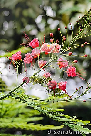 Dwarf poinciana flowers Stock Photo