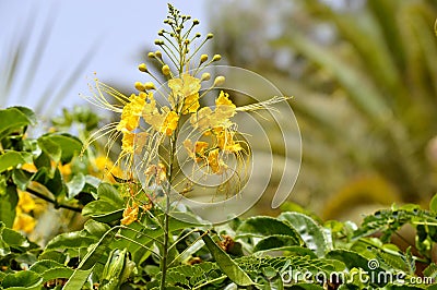 Dwarf Poinciana flowers Stock Photo