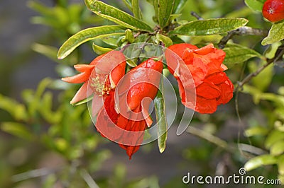 Dwarf pomegranate Latin name punica granatum nana Stock Photo