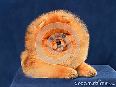 Dwarf Pomeranian Spitz Stock Photo