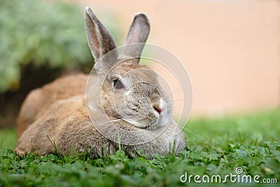 Dwarf rabbit Stock Photo