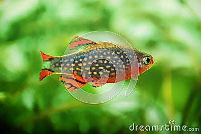 Danio margaritatus Freshwater fish, celestial pearl danio in the aquarium, is often as often referred as galaxy rasbora or Microra Stock Photo