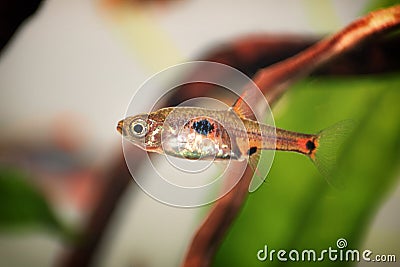 Dwarf rasbora, Rasbora maculata Freshwater fish in the nature aquarium, is often as often referred as Boraras maculatus. Animal aq Stock Photo