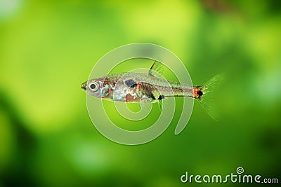Dwarf rasbora, Rasbora maculata Freshwater fish in the nature aquarium, is often as often referred as Boraras maculatus. Animal aq Stock Photo