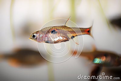 Dwarf rasbora, Rasbora maculata Freshwater fish in the nature aquarium, is often as often referred as Boraras maculatus. Animal aq Stock Photo