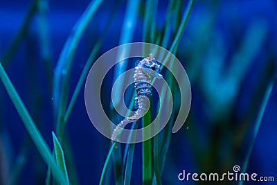 Dwarf Seahorse Stock Photo