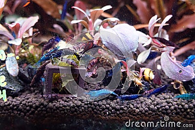 The dwarf Shrimp in freshwater aquarium. hobby pets freshwater home Stock Photo