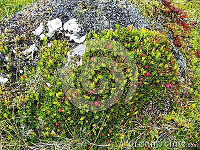 Dwarf shrubs called Disterigma empetrifolium. Ecuador Stock Photo