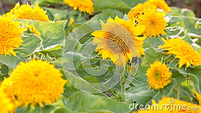 Dwarf Sunflower Stock Photo