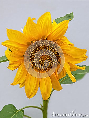 Dwarf Sunflower ( Helianthus annus ) Stock Photo