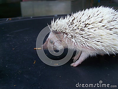 Dwarf top porcupine is naughty Stock Photo