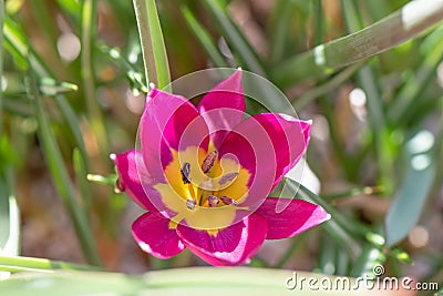 Botanical dwarf tulip Tulipa humilis, purple flower Stock Photo